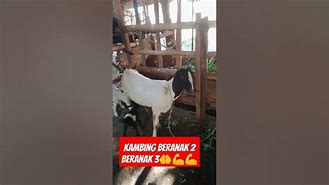 Kambing Beranak 2